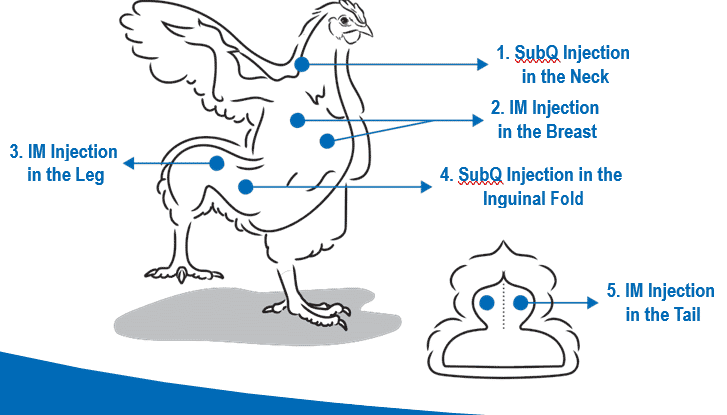 Bacterin usage in flock management