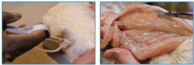 Bacterin usage in flock management