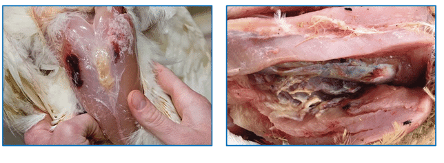 Bacterin usage in flock management