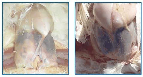 Bacterin usage in flock management