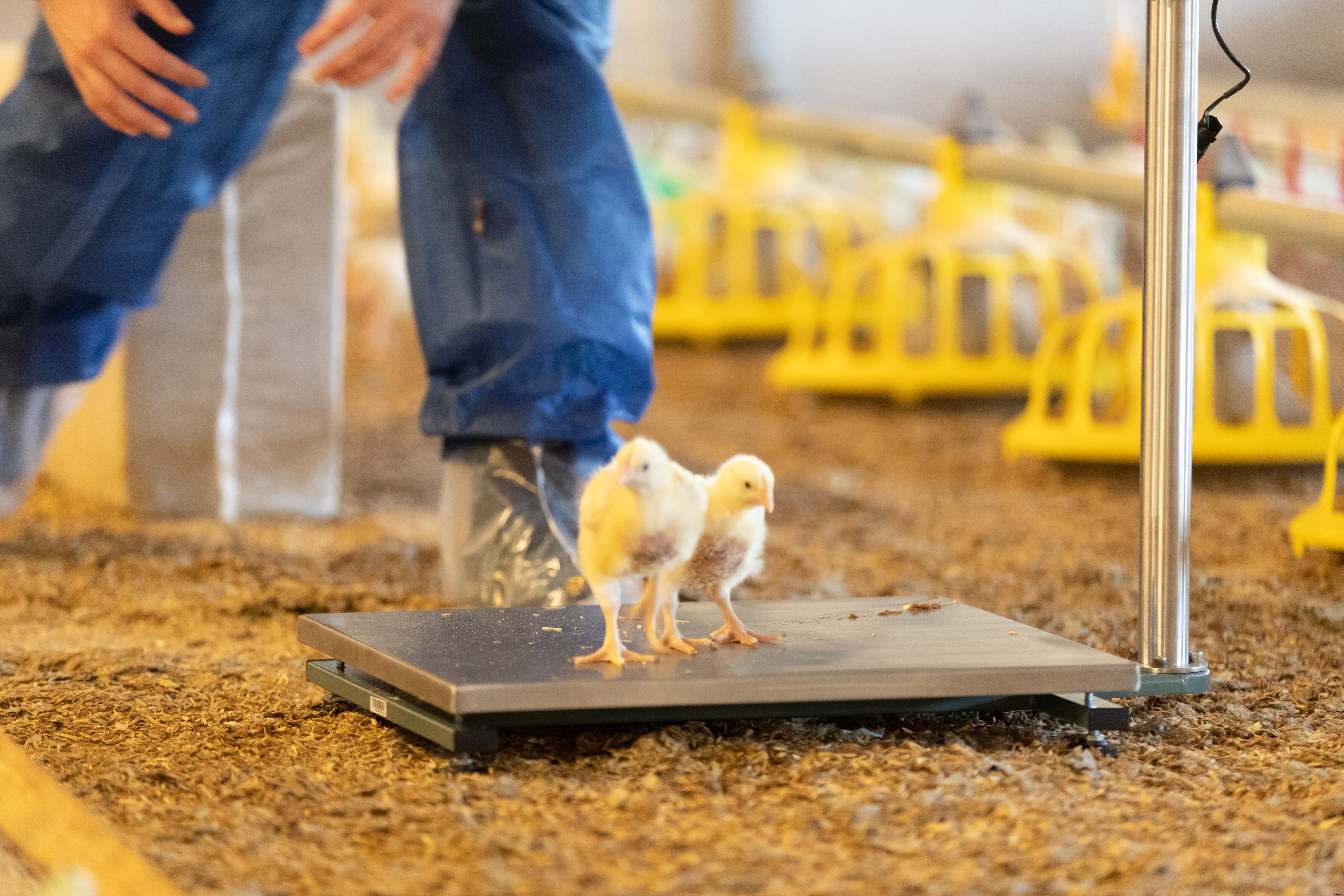 The virtues of monitoring broiler bird weight in real-time