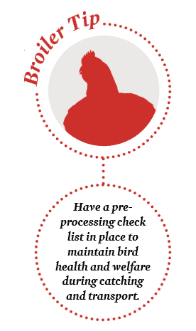 Flock management tip for broilers: Pre-processing management, have a checklist in place