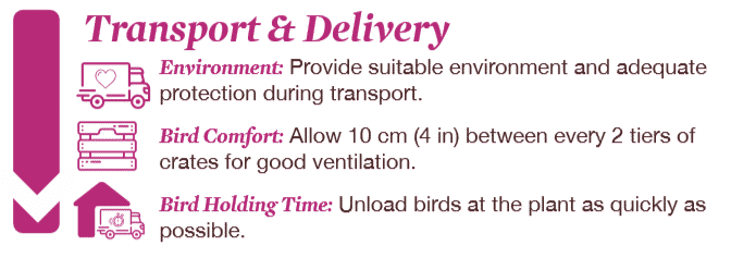 Flock management tip for broilers: Pre-processing management, have a checklist in place