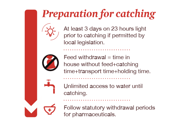 Flock management tip for broilers: Pre-processing management, have a checklist in place