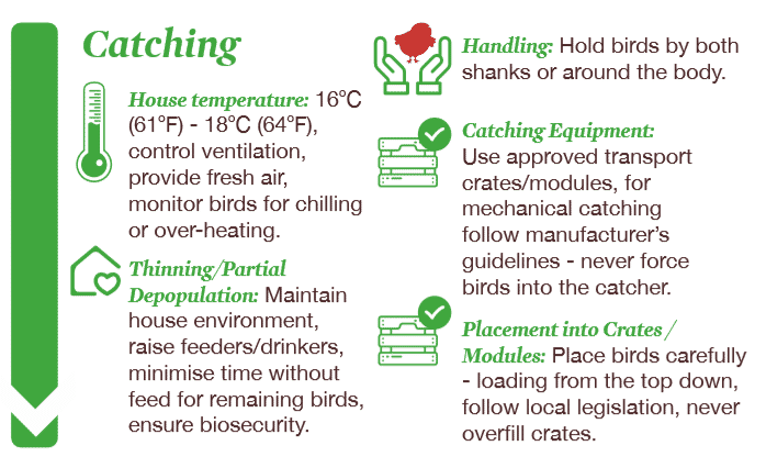 Flock management tip for broilers: Pre-processing management, have a checklist in place