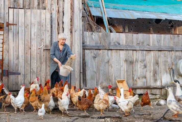 The Chicken Whisperer: how to start composting chicken manure