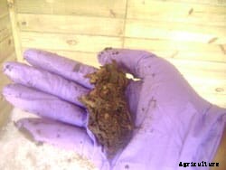 The Chicken Whisperer: how to start composting chicken manure