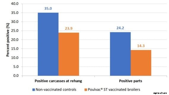 Effective Salmonella control requires involvement of entire production chain