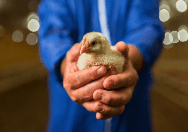 Cobb leads discussion to advance poultry welfare awareness and excellence
