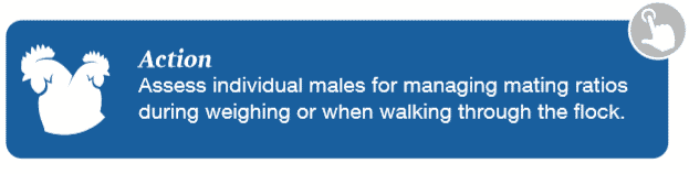 Flock management tip for breeders: High mating ratios could mean low persistency of flock fertility