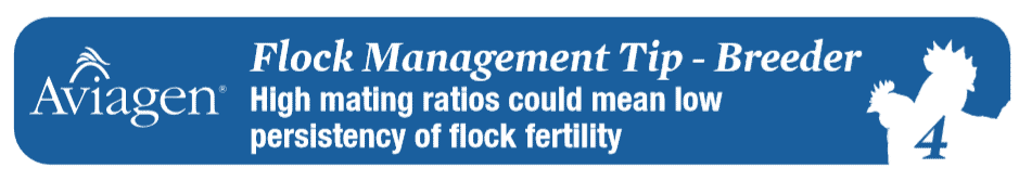 Flock management tip for breeders: High mating ratios could mean low persistency of flock fertility