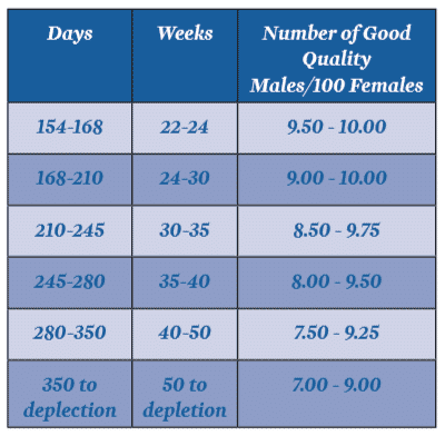 Flock management tip for breeders: High mating ratios could mean low persistency of flock fertility