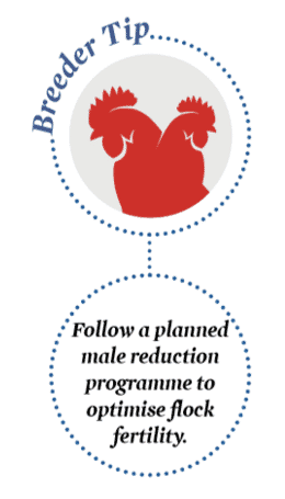 Flock management tip for breeders: High mating ratios could mean low persistency of flock fertility