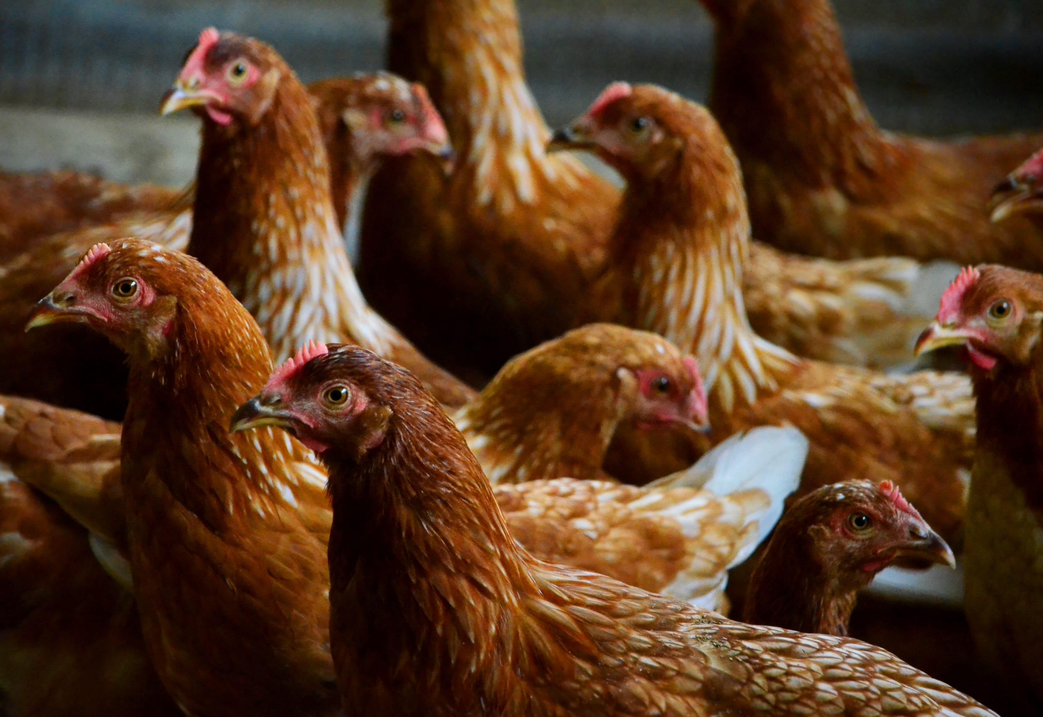 A year in the coop: your most read articles from 2019