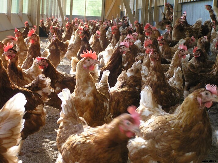 How to depopulate end-of-lay hens responsibly