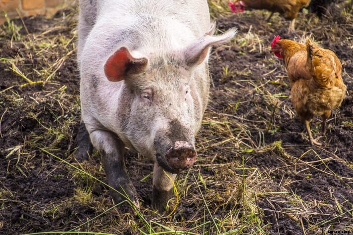 New animal health and safety rules for UK businesses