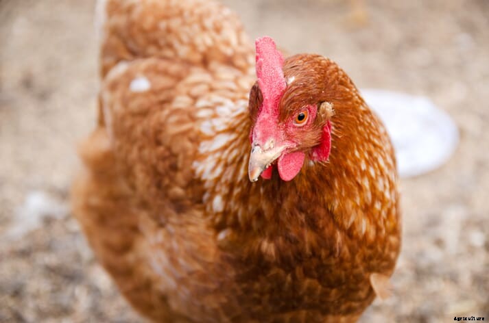 Your questions answered: introducing new hens, diet changes and impacted crops