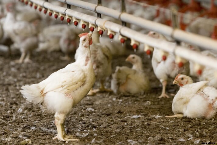 Does poultry growing pose a real threat to the world?