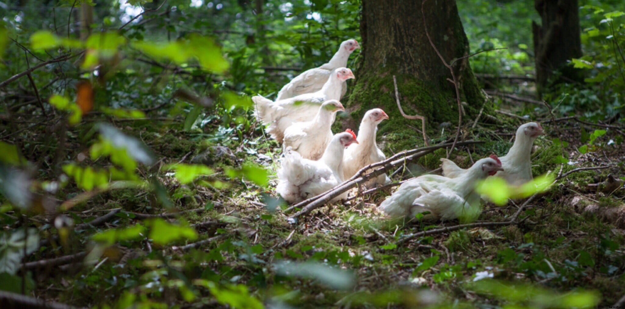 Farming in focus: Ashleigh Bright, FAI Farms