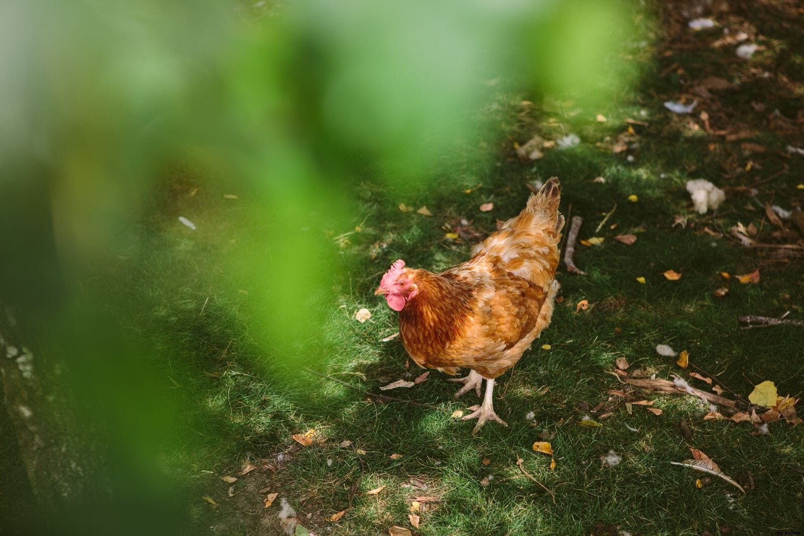 Farming in focus: Ashleigh Bright, FAI Farms