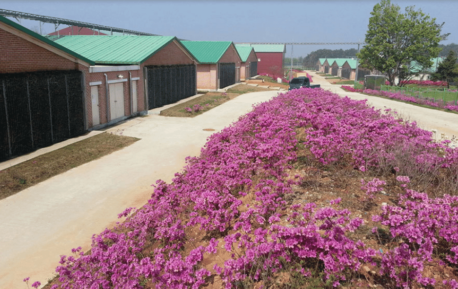 Low emissions in pig and poultry production: how exhaust air washers decimate ammonia, odours and dust