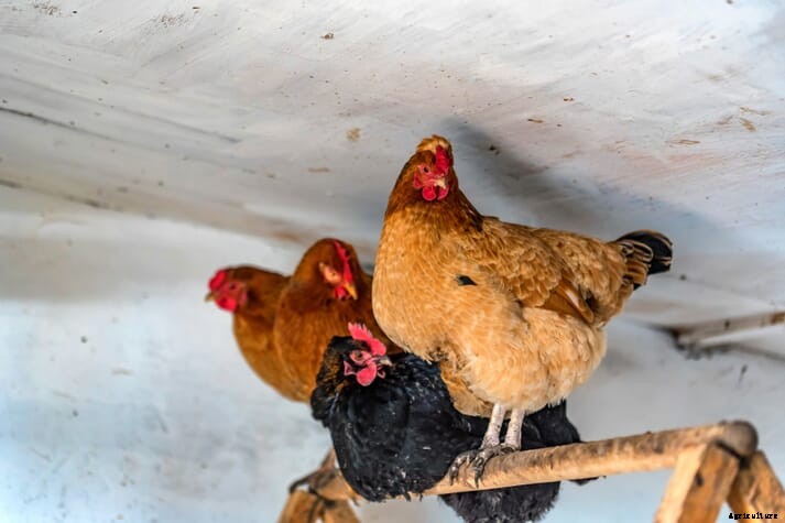The Chicken Whisperer: what to know about keeping backyard chickens