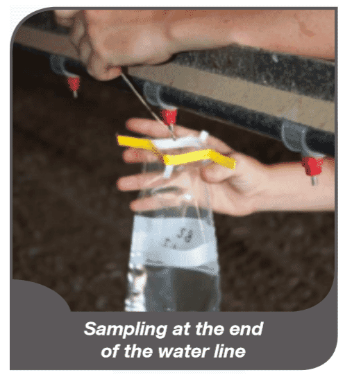 Best practice on the farm: water chlorination during production