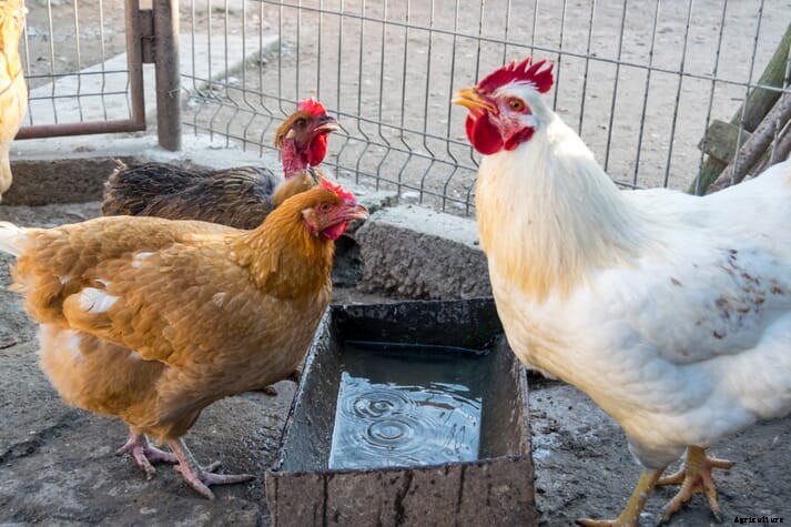 The Chicken Whisperer: how to water a backyard flock