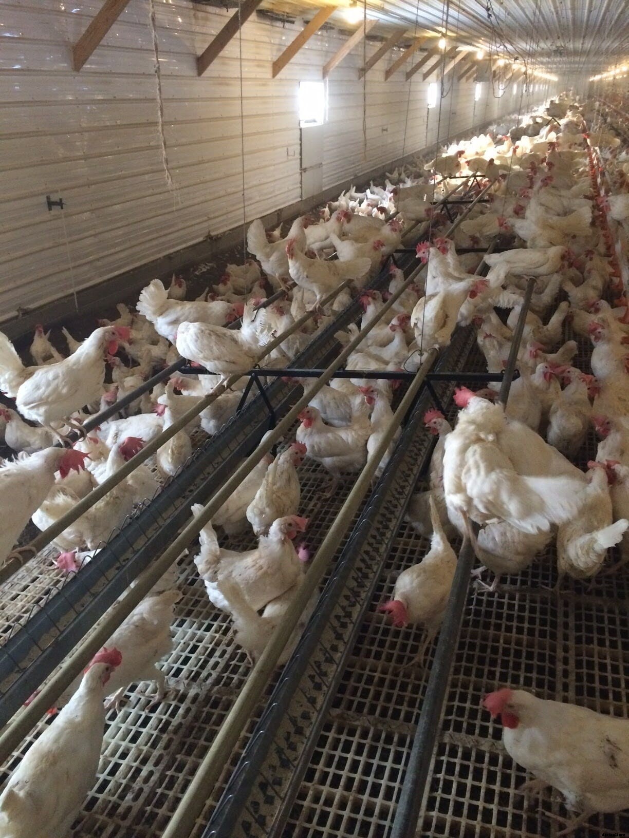 Poultry Heroes: John Brunnquell tells all about setting hens free