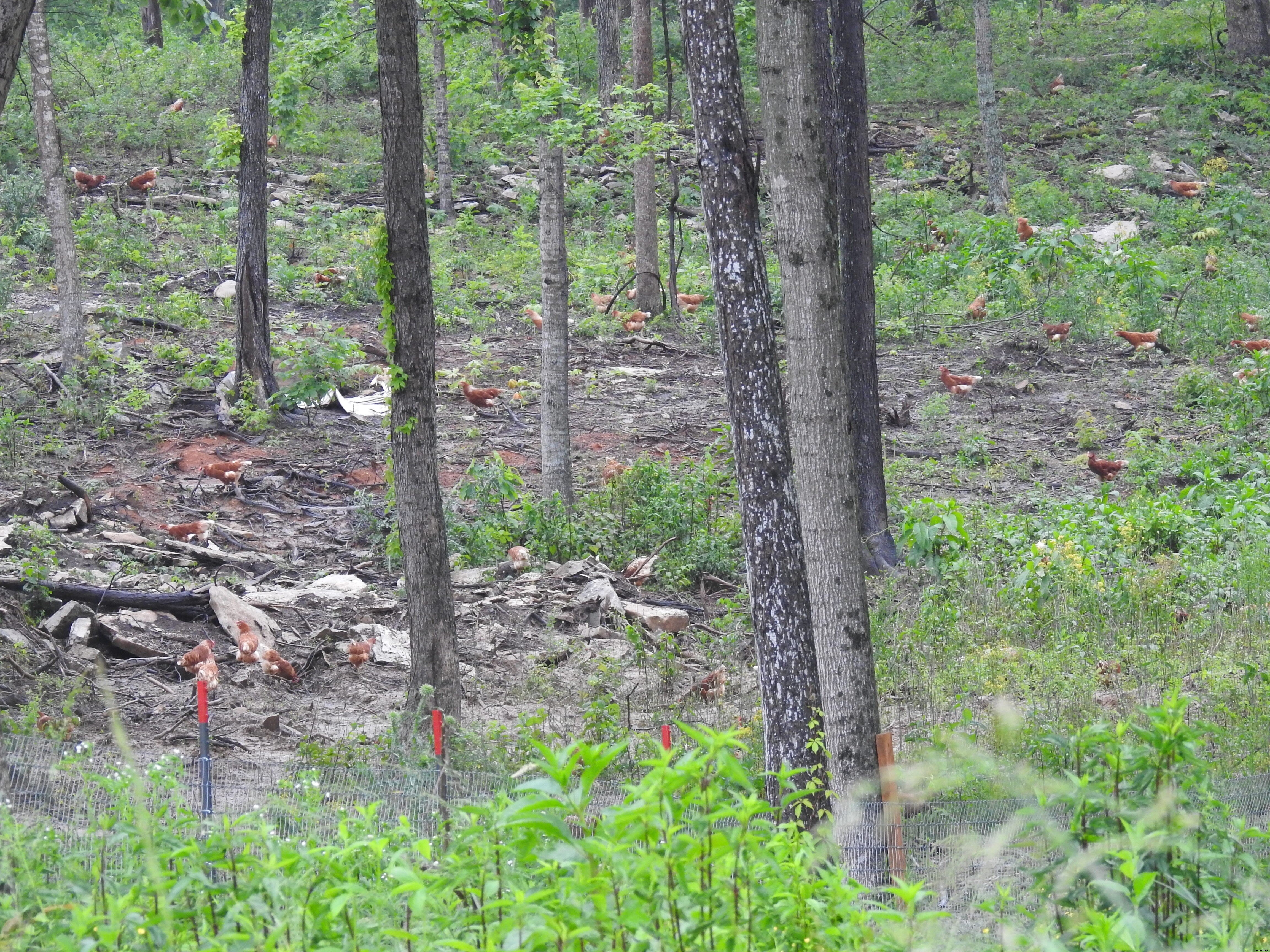 Poultry Heroes: John Brunnquell tells all about setting hens free