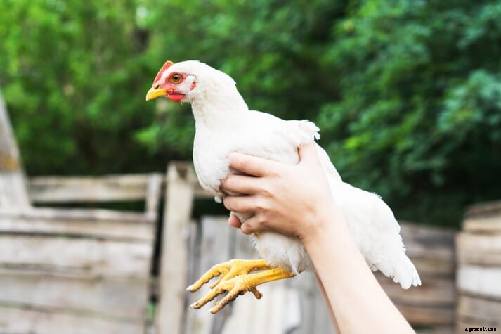 Canadian chicken lowers carbon footprint in time for consumers to choose plants