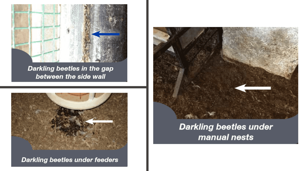 Best practice on the farm: darkling beetle control