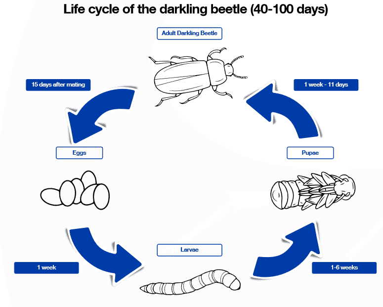 Best practice on the farm: darkling beetle control