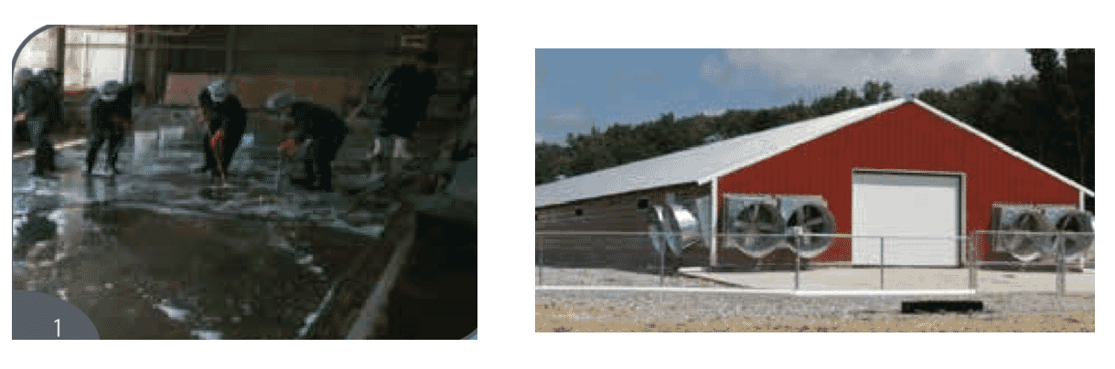 Best practice on the farm: darkling beetle control