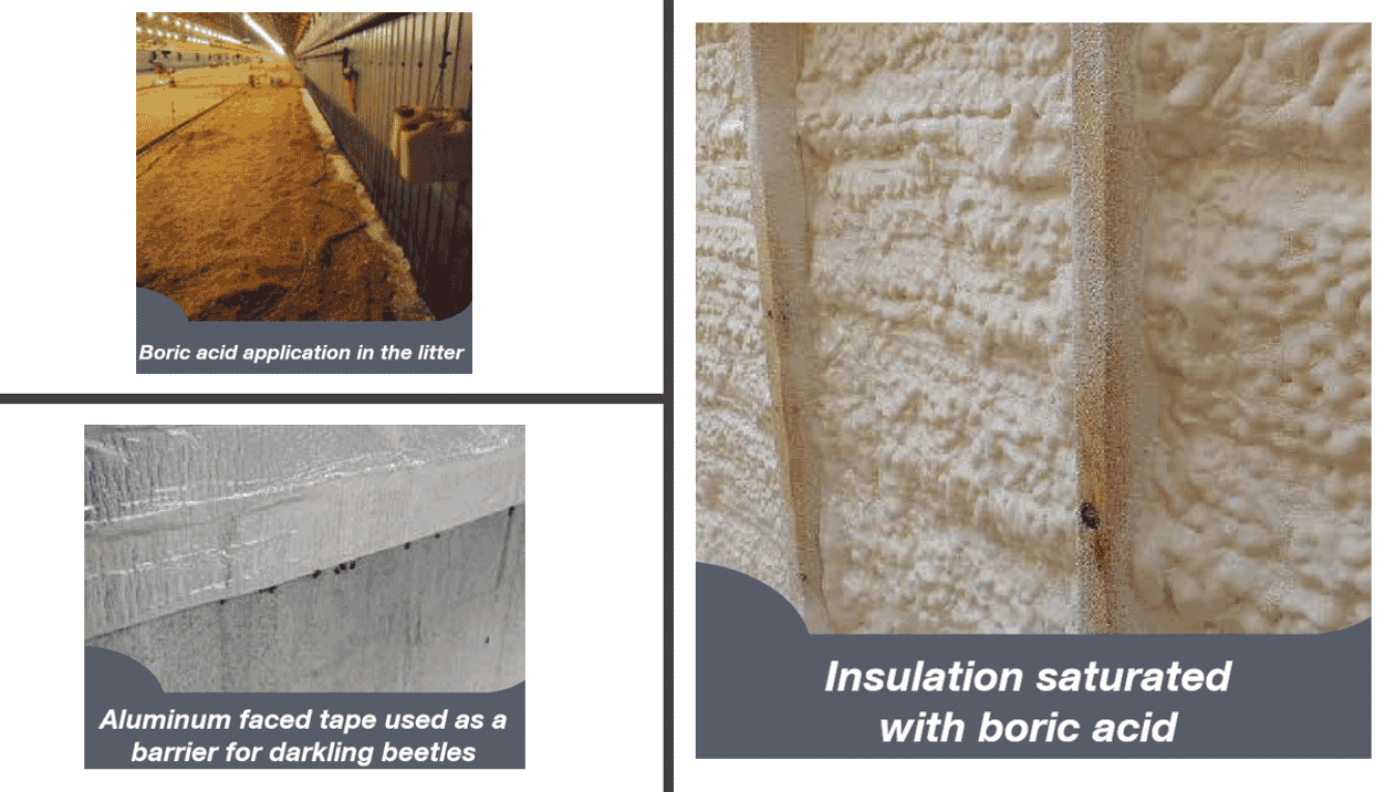 Best practice on the farm: darkling beetle control