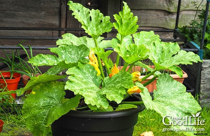 How to Grow a Container Vegetable Garden