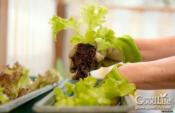 How to Grow a Container Vegetable Garden