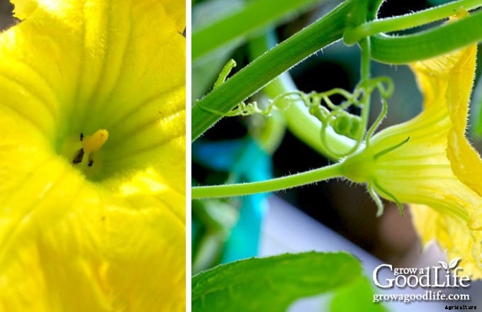 How to Hand Pollinate Squash