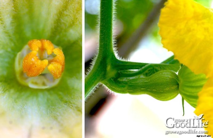 How to Hand Pollinate Squash