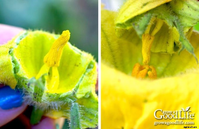 How to Hand Pollinate Squash