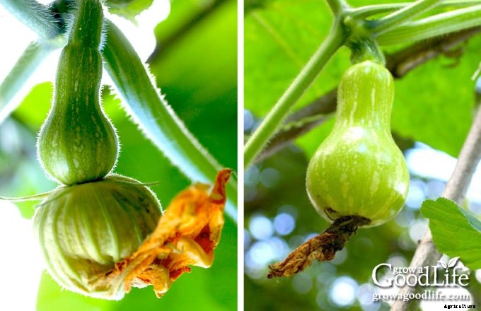 How to Hand Pollinate Squash