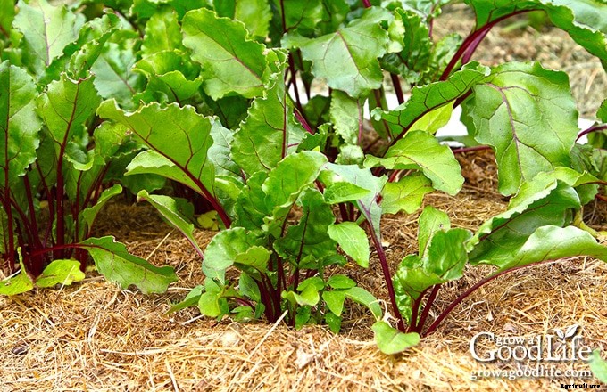 Natural Weed Control in the Vegetable Garden