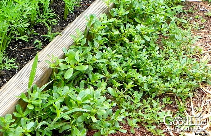 Natural Weed Control in the Vegetable Garden