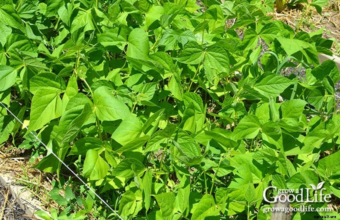 Benefits of Crop Rotation for Your Vegetable Garden