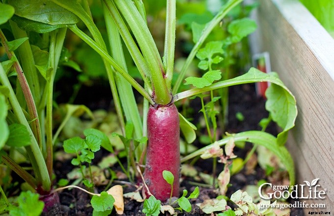 Benefits of Crop Rotation for Your Vegetable Garden