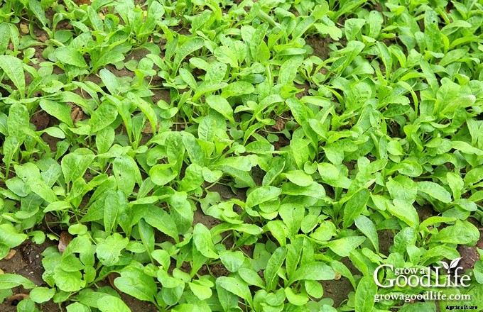 7 Simple Techniques to Improve Garden Soil