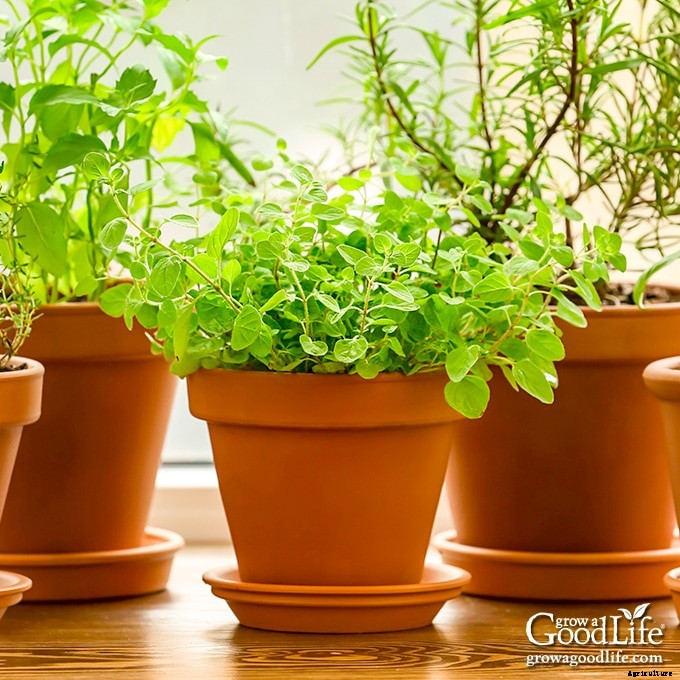Grow Herbs Indoors: Herbs that Thrive Inside