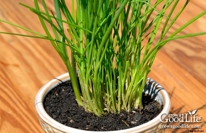 Grow Herbs Indoors: Herbs that Thrive Inside