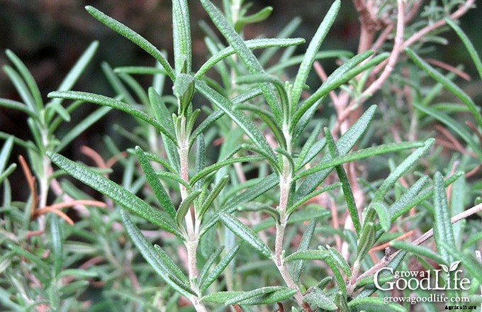 How to Propagate a Rosemary Plant from Stem Cuttings