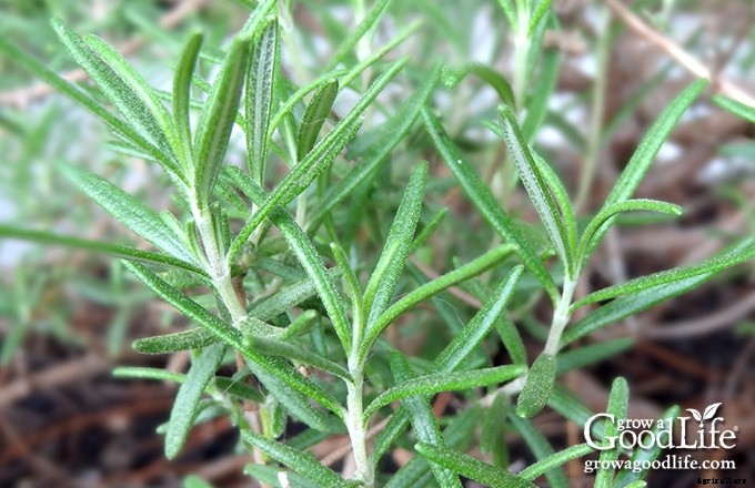 How to Propagate a Rosemary Plant from Stem Cuttings